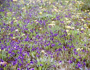 紫の花野